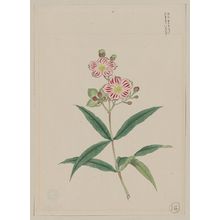 Unknown: [Five petal red-on-white blossoms on stem above two three-leaf whorls] - Library of Congress