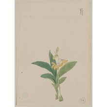 Unknown: [Yellow blossoms on stem above leaves of a kin-ran or golden helleborine plant] - Library of Congress