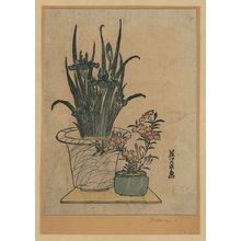Keisai Eisen: Potted irises and pinks. - Library of Congress