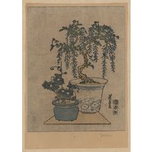 渓斉英泉: Potted wisteria. - アメリカ議会図書館