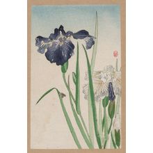 Unknown: Irises - Library of Congress