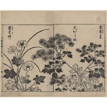 Tachibana Yasukuni: [Two kinds of pine needle flowers and a kind of anemone] - Library of Congress