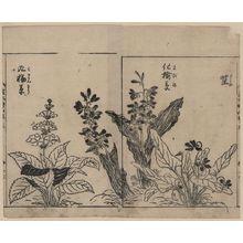 Tachibana Yasukuni: [Violets, arrow arum(?), and primrose] - アメリカ議会図書館