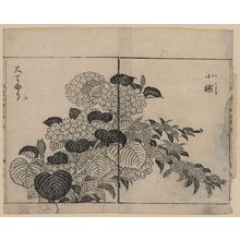 Tachibana Yasukuni: [Blossoms from two kinds of hydrangea] - Library of Congress