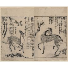 Tachibana Morikuni: [Male and female musk deer] - アメリカ議会図書館