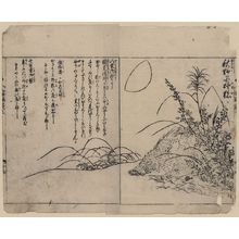 Tachibana Morikuni: [Wild boar sleeping beneath bushes during autumn] - Library of Congress
