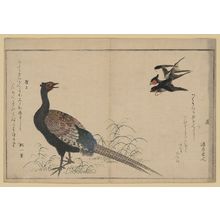 喜多川歌麿: Swallows and pheasant. - アメリカ議会図書館