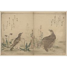 Kitagawa Utamaro: Quail and Meadowlark. - Library of Congress