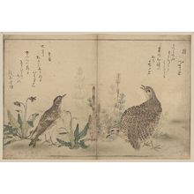 喜多川歌麿: Quail and Meadowlark. - アメリカ議会図書館