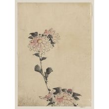 Katsushika Hokusai: [Pink flower blossoms on low stalk and two on a tall stalk] - Library of Congress