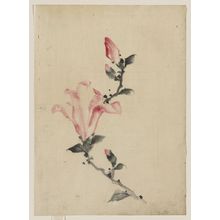 Katsushika Hokusai: [Large pink blossom on a stem with three additional buds] - Library of Congress
