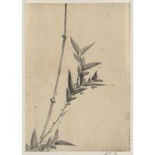 Katsushika Hokusai: [Bamboo shoots] - Library of Congress