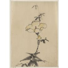 Katsushika Hokusai: [Yellow blossom with bud on a stalk above leaves] - Library of Congress