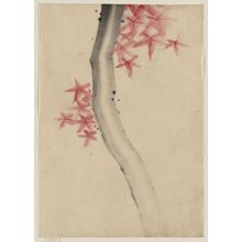 Katsushika Hokusai: [Unidentified, possibly a tree branch with red star-shaped leaves or blossoms] - Library of Congress