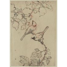 Unknown: [Two birds perched on grapevines] - Library of Congress