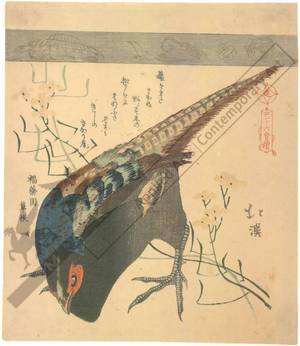 魚屋北渓: Pheasant (title not original) - Austrian Museum of Applied Arts