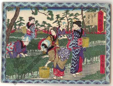 Utagawa Hiroshige III: Picking tea leaves - Austrian Museum of Applied Arts