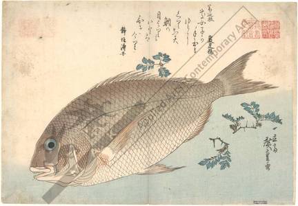 Utagawa Hiroshige: Sea bream (title not original) - Austrian Museum of Applied Arts