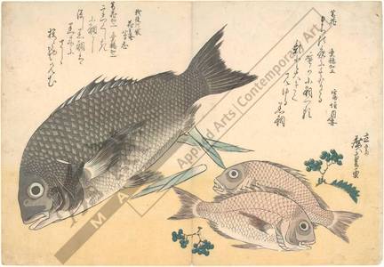 Utagawa Hiroshige: Dark sea bream and small sea breams (title not original) - Austrian Museum of Applied Arts