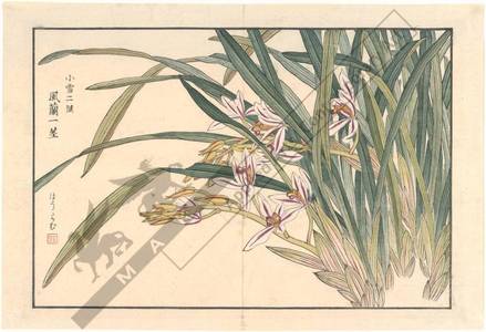 無款: Orchids (title not original) - Austrian Museum of Applied Arts