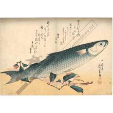 Utagawa Hiroshige: Grey Mackerel (title not original) - Austrian Museum of Applied Arts