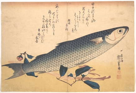歌川広重: Bora Fish with Camellia, from the series Uozukushi (Every Variety of Fish) - メトロポリタン美術館