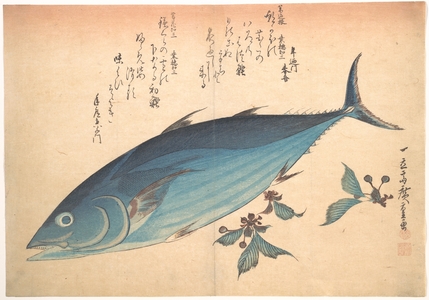 歌川広重: Katsuo Fish with Cherry Buds, from the series Uozukushi (Every Variety of Fish) - メトロポリタン美術館