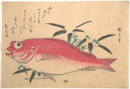 歌川広重: Medetai Fush and Sasaki Bamboo, from the series Uozukushi (Every Variety of Fish) - メトロポリタン美術館