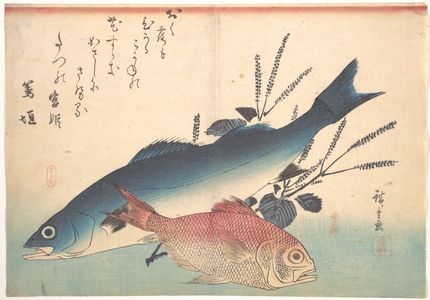 歌川広重: Suzuki and Kinmedai Fish from the series Uozukushi (Every Variety of Fish) - メトロポリタン美術館