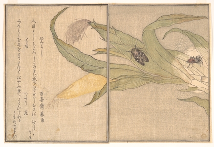 喜多川歌麿: Plate VIII - メトロポリタン美術館