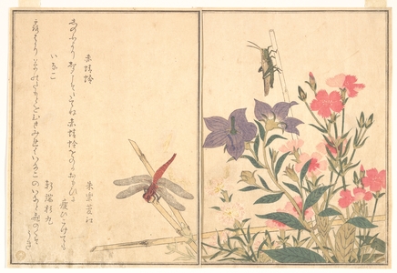 Kitagawa Utamaro: Red Dragonfly and Locust (Aka tonbo and Inago), from Picture Book of Selected Insects with Crazy Poems (Ehon Mushi Erabi) - Metropolitan Museum of Art
