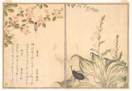 Kitagawa Utamaro: Bag-Worm and Horned Beetle (Minomushi and Kabutomushi), from Picture Book of Selected Insects with Crazy Poems (Ehon Mushi Erabi) - Metropolitan Museum of Art