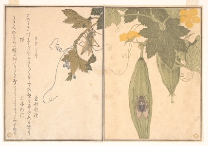 喜多川歌麿: Grasshopper and Cicada (Kirigirisu and Semi), from Picture Book of Selected Insects with Crazy Poems (Ehon Mushi Erabi) - メトロポリタン美術館