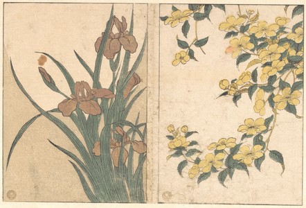 Kitagawa Utamaro: Cherry Blossoms and Irises, from the illustrated book Flowers of the Four Seasons - Metropolitan Museum of Art