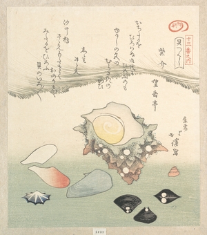 Totoya Hokkei: Top-Shell and Various Shells - Metropolitan Museum of Art