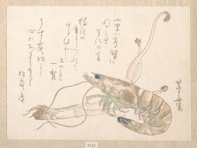Uematsu Tôshû: Shrimp and Udo Plant - メトロポリタン美術館