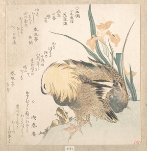 窪俊満: Pair of Mandarin Ducks and Iris Flowers - メトロポリタン美術館