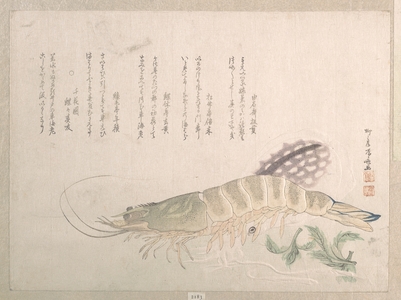 柳々居辰斎: Shrimp and Cuttlefish - メトロポリタン美術館