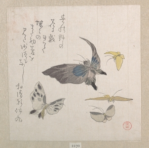 Kubo Shunman: Butterflies - Metropolitan Museum of Art
