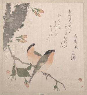 窪俊満: Bullfinches and Cherry Blossoms - メトロポリタン美術館
