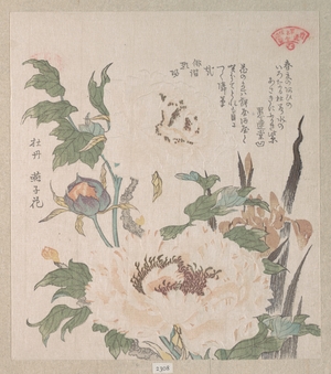 Kubo Shunman: Peonies and Iris - Metropolitan Museum of Art