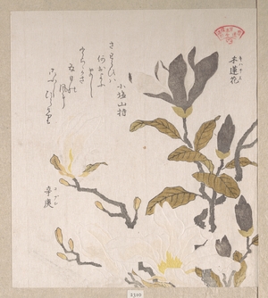 Kubo Shunman: Magnolia Flowers - Metropolitan Museum of Art