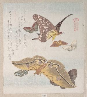 Kubo Shunman: Various Moths and Butterflies - Metropolitan Museum of Art