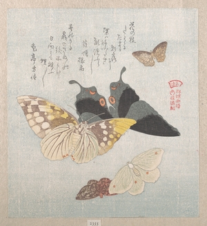 窪俊満: Various moths and butterflies - メトロポリタン美術館