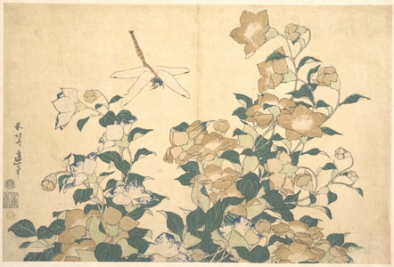葛飾北斎: Dragonfly and Bellflower - メトロポリタン美術館