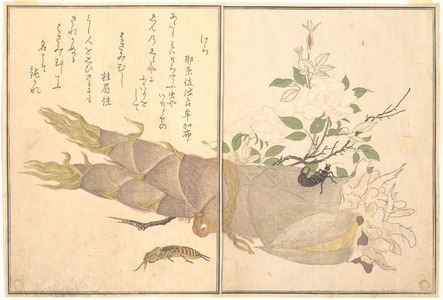 喜多川歌麿: Plate III: Picture Book of Selected Insects - メトロポリタン美術館
