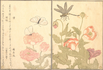 喜多川歌麿: Butterfly and Dragonfly (Chô and Tonbo), from Picture Book of Selected Insects with Crazy Poems (Ehon Mushi Erabi) - メトロポリタン美術館