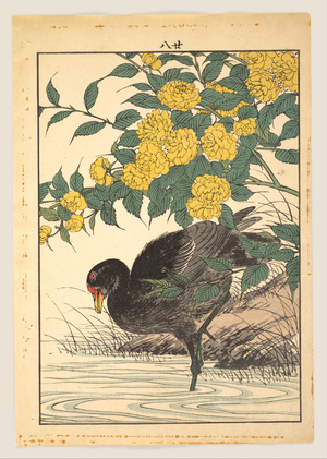 今尾景年: Cormorant and Kerria Rose (Yamabuki), from Keinen kachô gafu (Keinen’s Flower-and-Bird Painting Manual) - メトロポリタン美術館