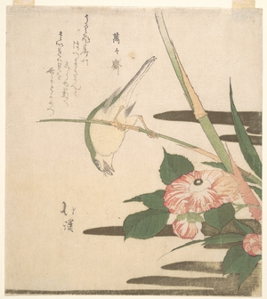 Totoya Hokkei: Warbler and Camellia - Metropolitan Museum of Art
