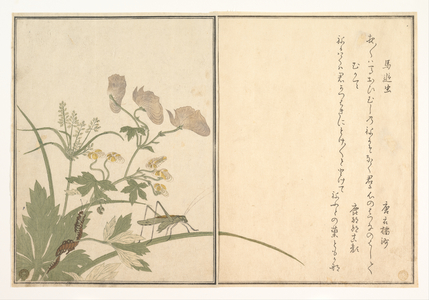 喜多川歌麿: Katydid and Centipede (Umaoimushi and Mukade), from Picture Book: Selected Insects with Crazy Poems (Ehon mushi erabi) - メトロポリタン美術館
